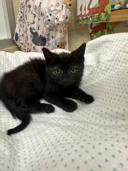 Cami -  Domestic Short Hair Cat for Adoption in Parlier, California - Cami | PetCurious