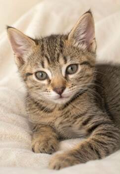 Ollie -  Domestic Short Hair Cat for Adoption in Columbia, Tennessee - Ollie | PetCurious