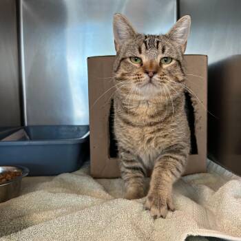 Gomez -  Domestic Short Hair Cat for Adoption in Lindon, Utah - Gomez | PetCurious