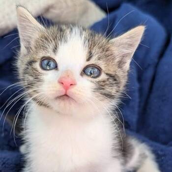 Penny -  Tabby and Domestic Short Hair Cat for Adoption in Libby, Montana - Penny | PetCurious