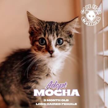 Mocha -  Domestic Medium Hair Cat for Adoption in Wilmington, North Carolina - Mocha | PetCurious