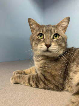 Rescue Domestic Short Hair Cats for Adoption in Champaign, Illinois - Monroe | PetCurious