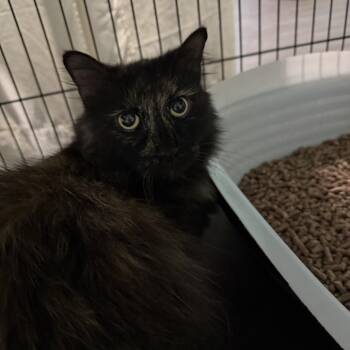 Fanny -  Domestic Long Hair Cat for Adoption in Marion, Virginia - Fanny | PetCurious