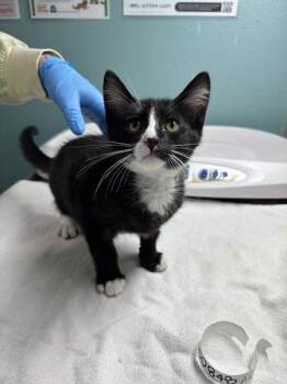 Errol -  Domestic Medium Hair Cat for Adoption in Sherwood, Oregon - Errol | PetCurious