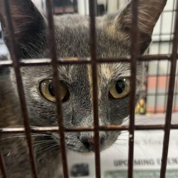Rhea -  Domestic Short Hair Cat for Adoption in Philadelphia, Pennsylvania - Rhea | PetCurious