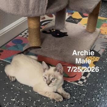 Archie -  Siamese Cat for Adoption in League City, Texas - Archie | PetCurious