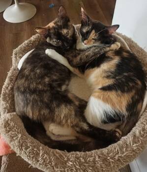 Harper & JoEllen (from foster) -  Domestic Short Hair Cat for Adoption in Lacon, Illinois - Harper & JoEllen (from Foster) | PetCurious