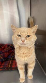 FJ -  Domestic Medium Hair Cat for Adoption in Republic, Missouri - FJ | PetCurious