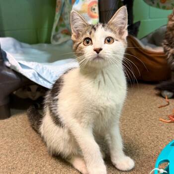 Venus -  Domestic Short Hair Cat for Adoption in Council Bluffs, Iowa - Venus | PetCurious