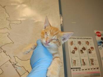 Domestic Short Hair Cats Available for Adoption in San Jose, California - BLAZE | PetCurious