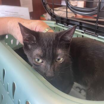 Charlie -  Domestic Short Hair Cat for Adoption in Gloucester, Virginia - Charlie | PetCurious