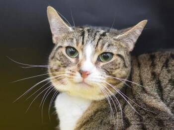Peach -  Domestic Short Hair Cat for Adoption in Portland, Oregon - Peach | PetCurious