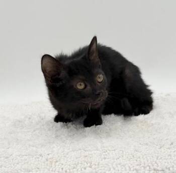 Chester -  Domestic Short Hair Cat for Adoption in Bowling Green, Kentucky - Chester | PetCurious