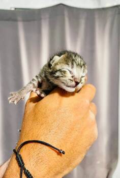 Rescue Domestic Short Hair Cats for Adoption - Fisher | PetCurious