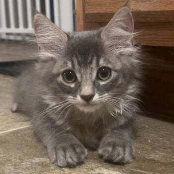 Puggle 54650 -  Domestic Medium Hair Cat for Adoption in Las Vegas, Nevada - Puggle 54650 | PetCurious