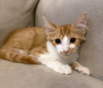 Mac (Mac and Cheese) -  Domestic Medium Hair and Tabby Cat for Adoption in Fort Myers, Florida - Mac (Mac And Cheese) | PetCurious
