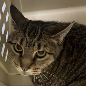 Rescue Domestic Short Hair Cats for Adoption in Allentown, Pennsylvania - Crouton | PetCurious