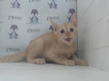 ED -  Domestic Short Hair Cat for Adoption in Orlando, Florida - ED | PetCurious