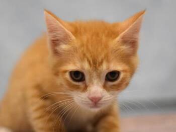 Sunfyre -  Domestic Short Hair Cat for Adoption in Portland, Oregon - Sunfyre | PetCurious