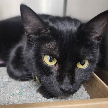 Domestic Short Hair Cats Available for Adoption - TINKERBELLE | PetCurious