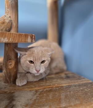 Rescue Domestic Short Hair Cats for Adoption in Park Rapids, Minnesota - Nectarine | PetCurious