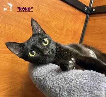 Koko -  Domestic Short Hair Cat for Adoption in Centerville, Utah - Koko | PetCurious