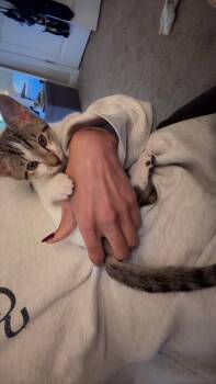 Grimm -  Domestic Short Hair Cat for Adoption in Statesboro, Georgia - Grimm | PetCurious