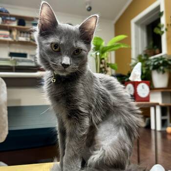Go Go Boots -  Domestic Medium Hair Cat for Adoption in Richmond, Virginia - Go Go Boots | PetCurious