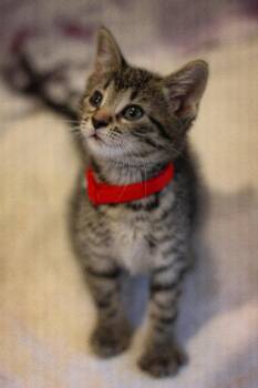 Rescue Domestic Short Hair Cats for Adoption - Dorothy | PetCurious