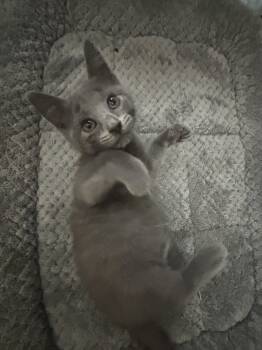 Rescue Domestic Short Hair Cats for Adoption in Paulina, Louisiana - Stella | PetCurious