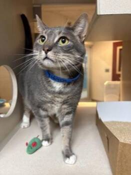 Domestic Short Hair Cats Available for Adoption - 91645a Stinky | PetCurious