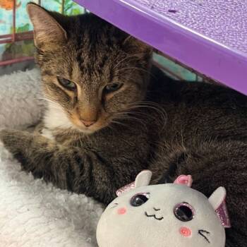 Rescue Domestic Short Hair Cats for Adoption in Dayton, Ohio - Mimi | PetCurious