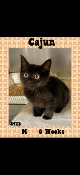 Cajun -  American Shorthair Cat for Adoption in Marvin, North Carolina - Cajun | PetCurious