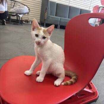 Travis -  Domestic Short Hair Cat for Adoption in Bentonville, Arkansas - Travis | PetCurious