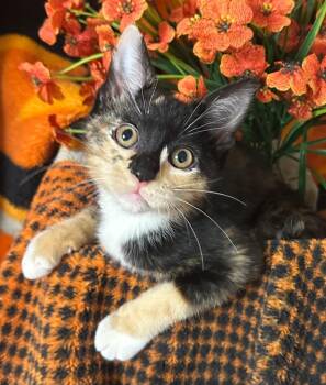 3/26/26 Meredith -  Domestic Short Hair Cat for Adoption in Stillwater, Oklahoma - 3/26/26 Meredith | PetCurious