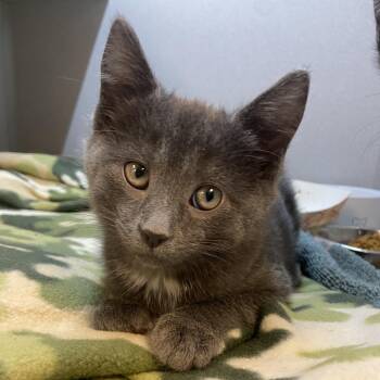 Zoinks -  Domestic Short Hair Cat for Adoption in Pittsburgh, Pennsylvania - Zoinks | PetCurious