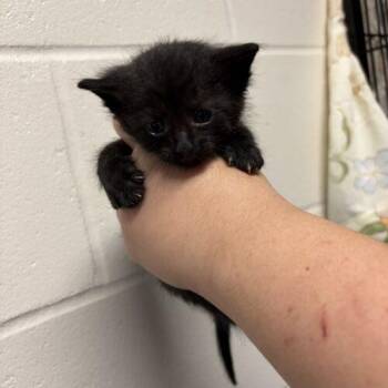 Wes -  Domestic Short Hair Cat for Adoption in Burlington, Iowa - Wes | PetCurious