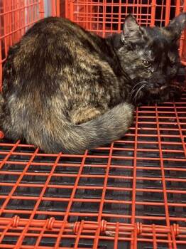 Domestic Short Hair Cats Available for Adoption in Dallas, Texas - ASHLEY | PetCurious