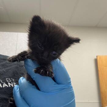 Dutchess -  Domestic Short Hair Cat for Adoption in Columbiana, Alabama - Dutchess | PetCurious