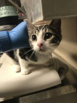 Domestic Short Hair Cats Available for Adoption in Conroe, Texas - A428504 | PetCurious