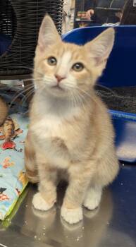 Creamsicle -  Domestic Short Hair Cat for Adoption in Fullerton, California - Creamsicle | PetCurious