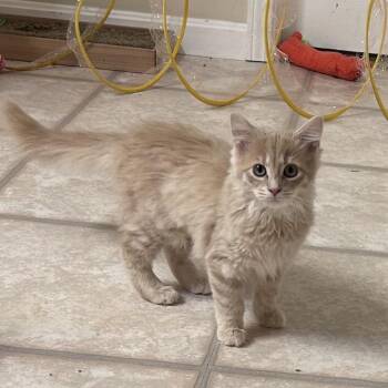 Dandelion -  Domestic Long Hair Cat for Adoption in Corydon, Indiana - Dandelion | PetCurious
