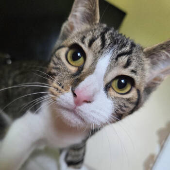 Rescue Domestic Short Hair Cats for Adoption in Medina, Ohio - Troy | PetCurious