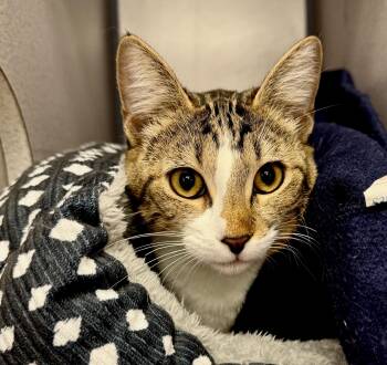 Rescue Domestic Short Hair Cats for Adoption in Gardnerville, Nevada - Pudgy | PetCurious