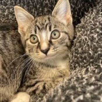 Junipurr -  Domestic Short Hair Cat for Adoption in Stafford, Virginia - Junipurr | PetCurious