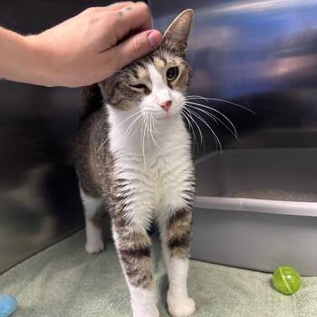 Junior -  Domestic Short Hair Cat for Adoption in Walker, Michigan - Junior | PetCurious