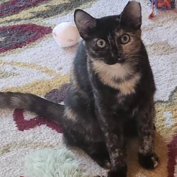 Rescue Tortoiseshell Cats for Adoption in Southern Pines, North Carolina - Shadow - A Sweet, Sensitive Girl | PetCurious