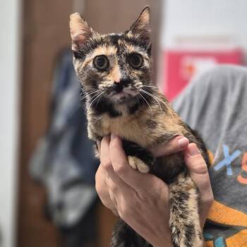 Domestic Short Hair Cats Available for Adoption - Tessie | PetCurious