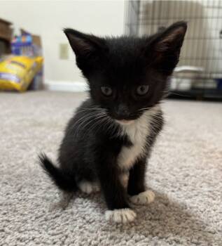 Rescue Domestic Short Hair Cats for Adoption in Buford, Georgia - Tiny | PetCurious