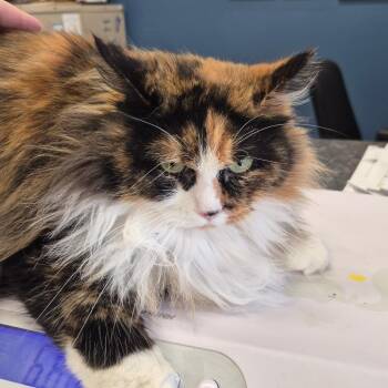 Domestic Long Hair Cats Available for Adoption - Alice | PetCurious
